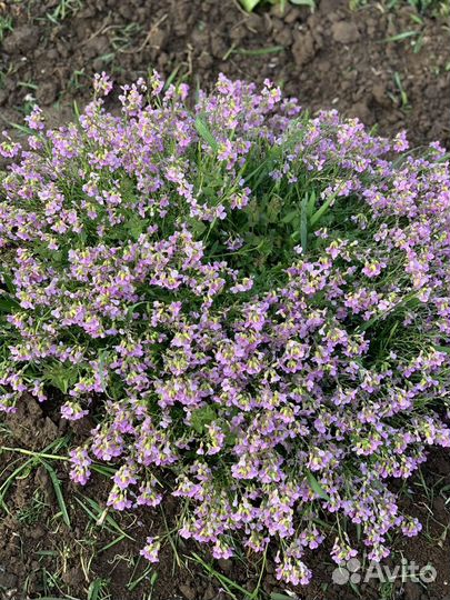 Арабис(резуха)