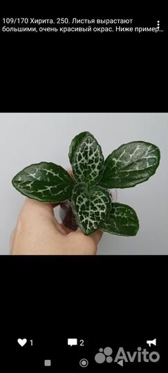 Разные растения