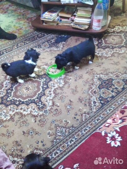 Щенки чихуахуа длинношерстные