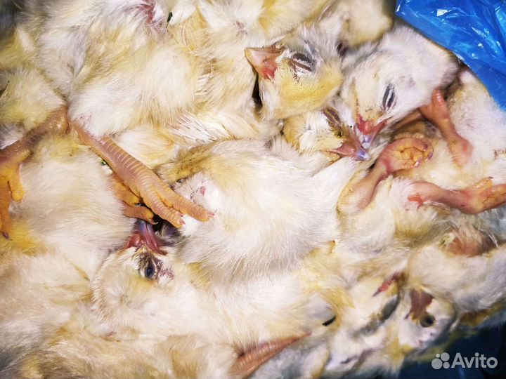 Цыплята суточные