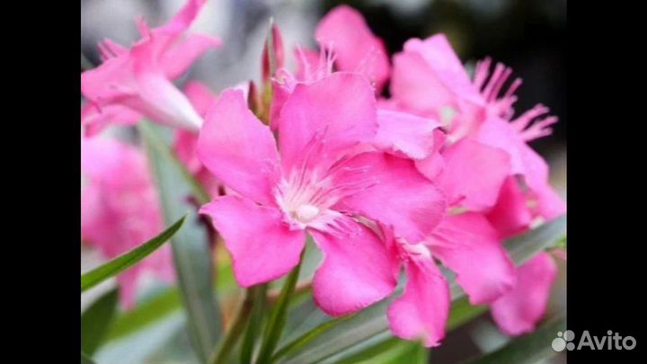 Олеандр розовый