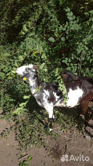 Англонубийские козы