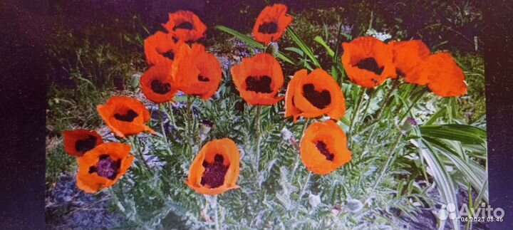 Мак декоративный рассада