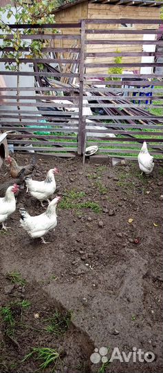 Куры несушки доминант