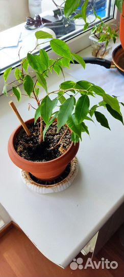 Фикус бенджамина