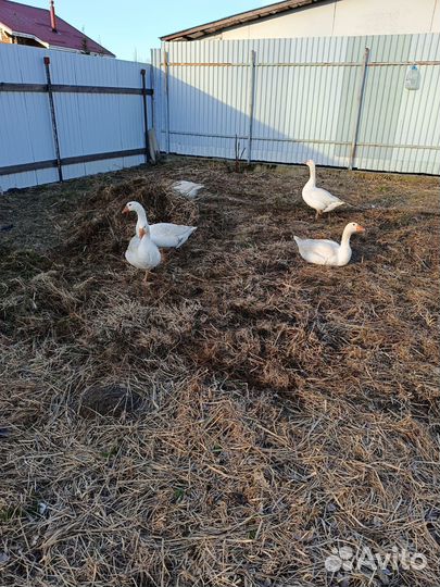 Яйцо инкубационное гусиное, индоутиные