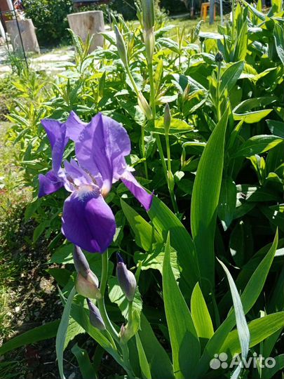 Ирис