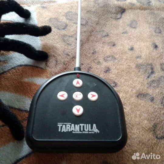 Паук тарантул