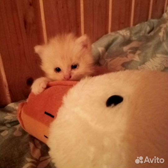 Котики бесплатно