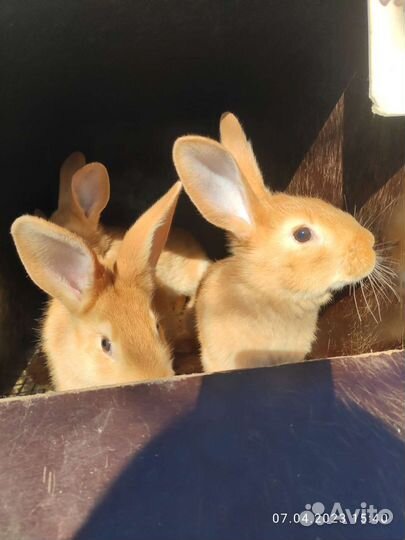 Кролики бургундские 07.05