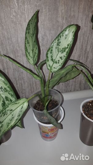 Аглаонема Сильвер квин