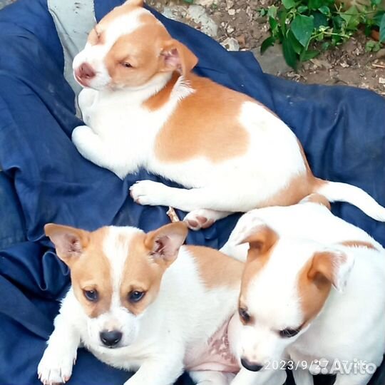 Отдам бесплатно щенки