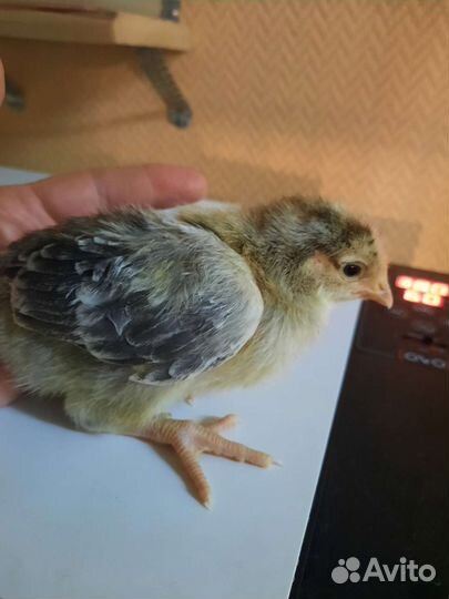 Инкубационное яйцо