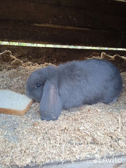 Кролики породы французский баран