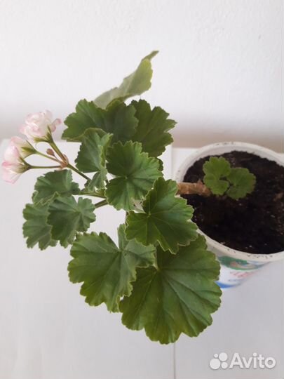 Пеларгония розебудная Sutarves Nada K