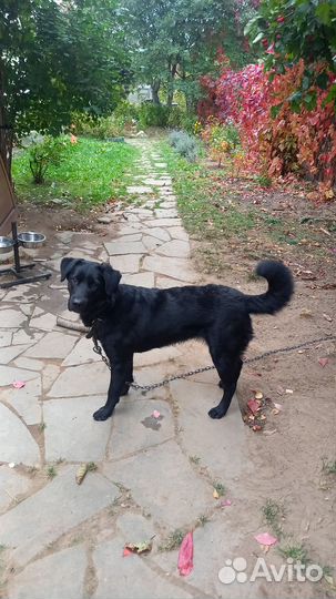 Собаки бесплатно