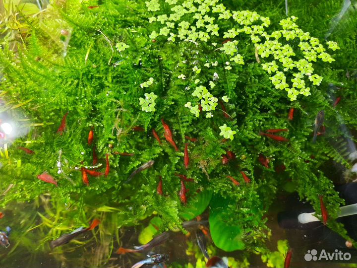 Аквариумные рыбки гуппи и меченосцы,креветки