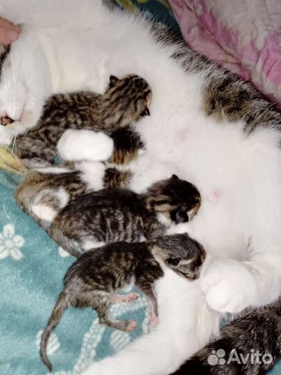 Отдам в добрые руки