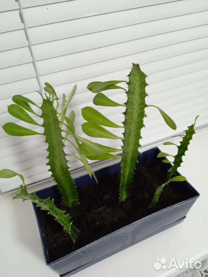 Молочай трехгранный /Эуфорбия тригона