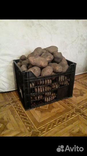 Картофель домашний