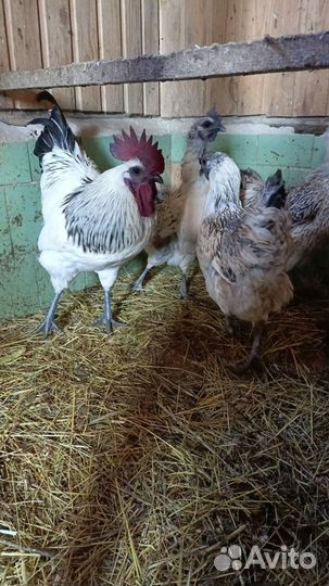 Лакеданзи и Амерауканы куры породистые семьи