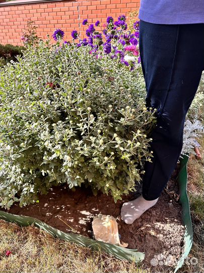 Хризантема