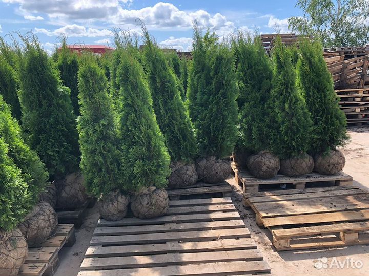 Туя Смарагд