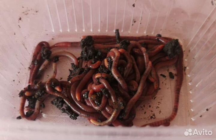 Червь калифорнийский для рыбалки