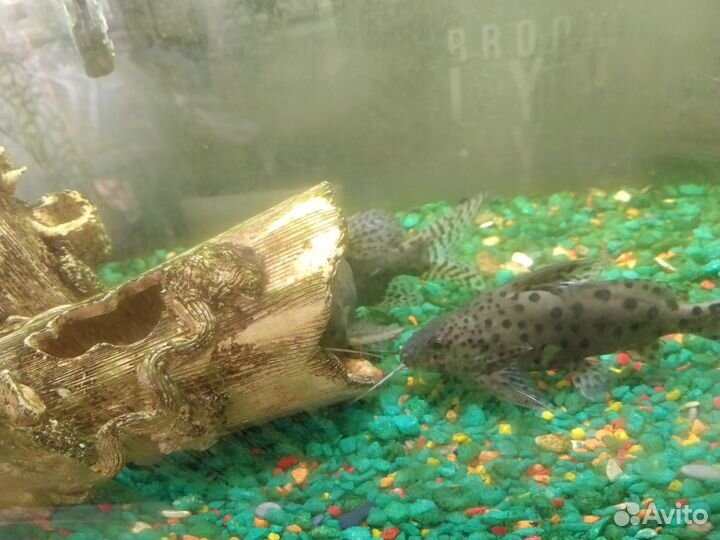 Украшение и аквариум