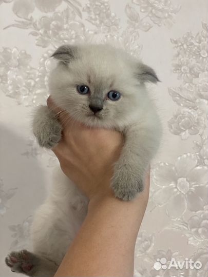 Шотландский вислоухий