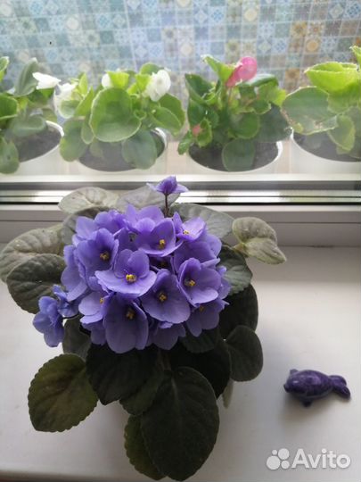 Фиалочки - это улыбки лета