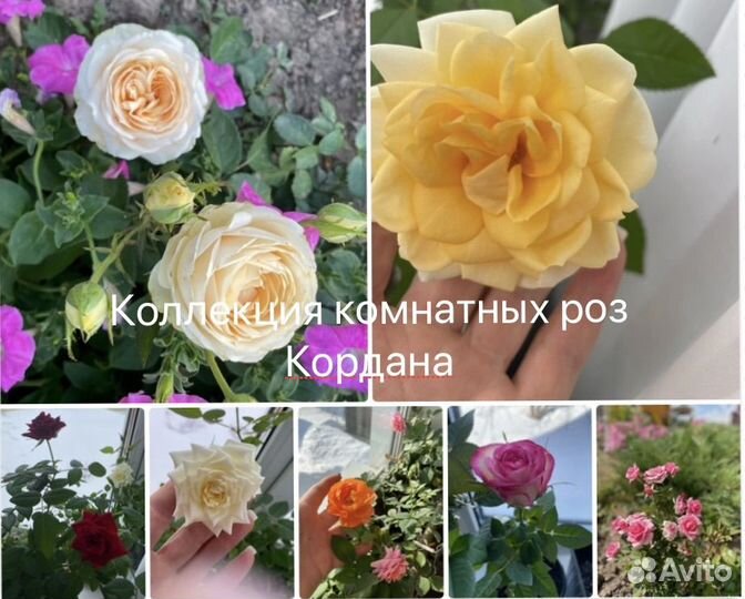 Роза комнатная