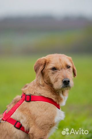 Собачка Молли