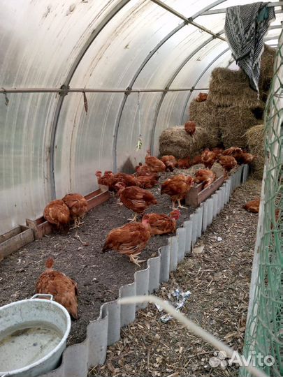 Куры голошейки