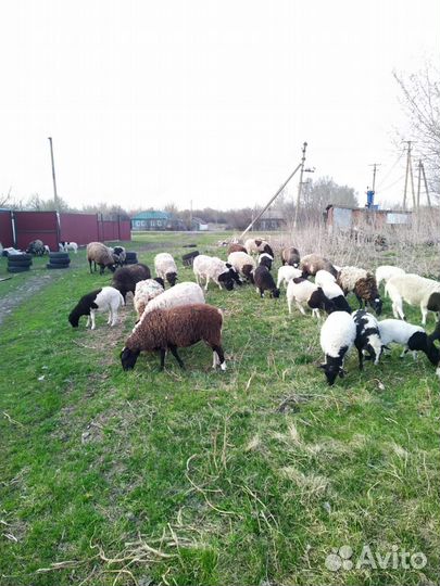 Овцы бараны дорпер