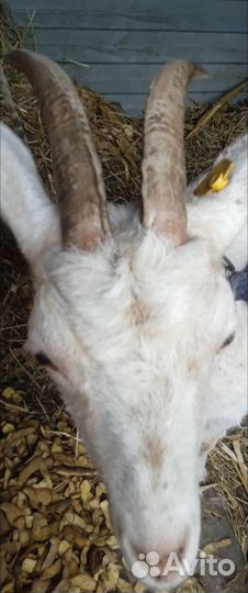 Продам козу