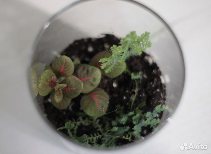 Флорариум, растения в банке