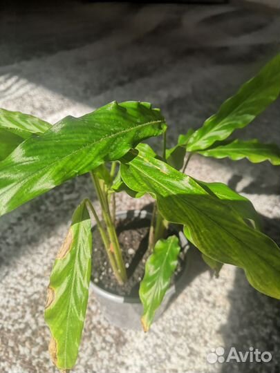 Калатея Руфибарба, Гузмания, Ктенанта