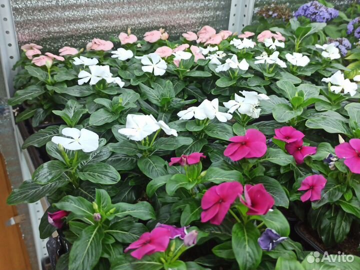 Рассада цветов