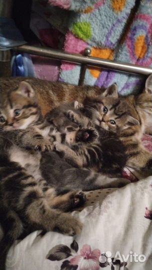 Британская кошка