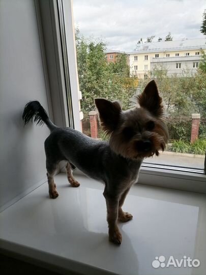 Вязка