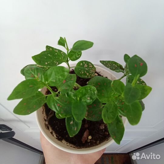 Комнатные цветы