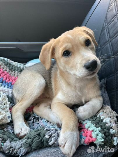 Щенок девочка