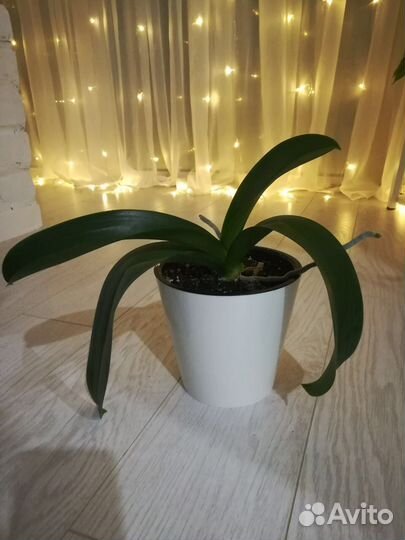 Орхидея фаленопсис