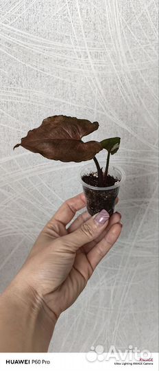 Сингониум Клубничный Лед(Strawberry Ice) galaxy