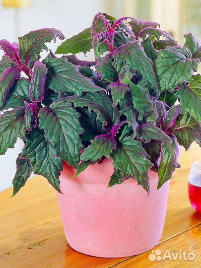 Гинура Aurantiaca Purple Passion