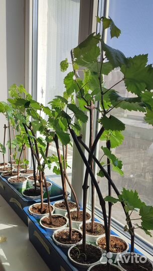 Саженцы винограда фото 20.04.24 г