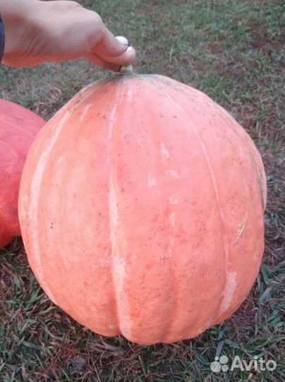 Тыква десертная