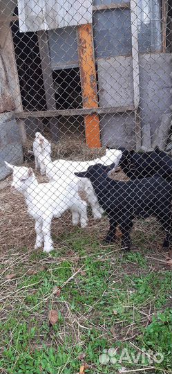 Козлята