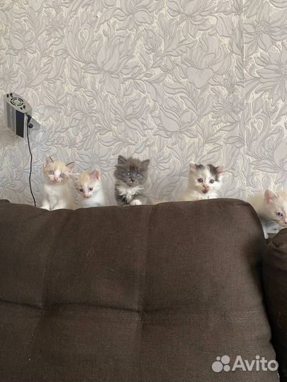 Котята в добрые руки даром